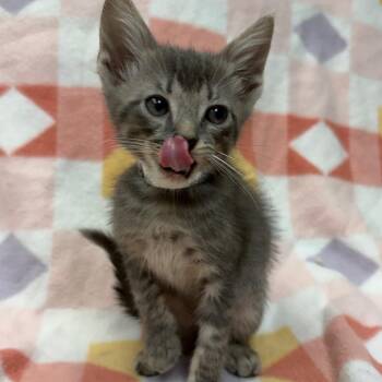 Billy Ray -  Domestic Short Hair Cat for Adoption in West Point, Mississippi - Billy Ray | PetCurious