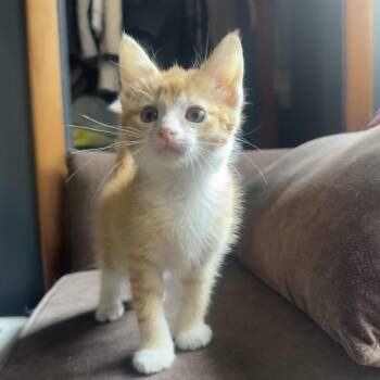 Willie -  Domestic Short Hair Cat for Adoption in Park Falls, Wisconsin - Willie | PetCurious