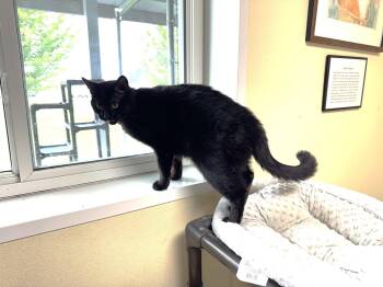 Thor -  Domestic Short Hair Cat Available for Adoption in Austin, Minnesota - Thor | PetCurious