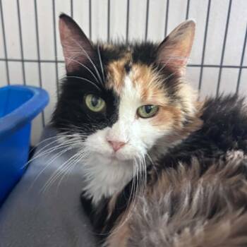 Fiara -  Domestic Long Hair and Calico Cat for Adoption in Huntington, New York - Fiara | PetCurious