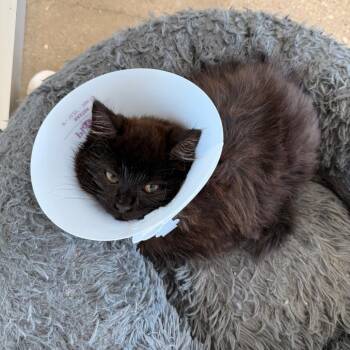 Domestic Medium Hair Cats Available for Adoption - Murray | PetCurious