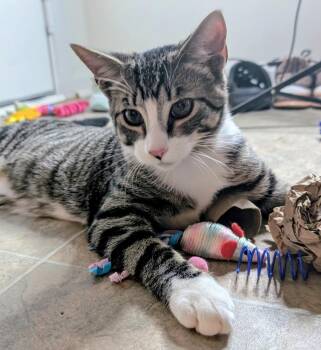 Rescue Domestic Short Hair Cats for Adoption in Carrollton, Virginia - Mayhem | PetCurious