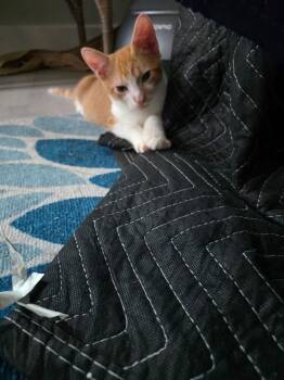 Andy -  Domestic Short Hair Cat for Adoption in St. Petersburg, Florida - Andy | PetCurious