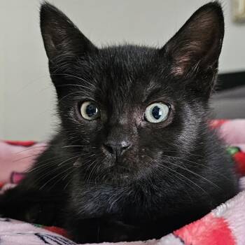Chimichurri -  Domestic Short Hair Cat for Adoption in Pompano Beach, Florida - Chimichurri | PetCurious