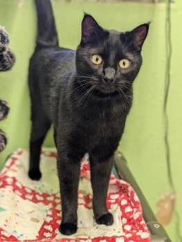 Domestic Short Hair Cats Available for Adoption - Rocky | PetCurious