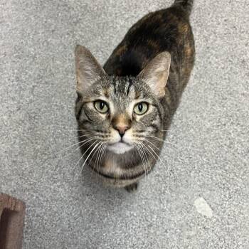 Gabby -  Domestic Short Hair Cat for Adoption in Washington, Utah - Gabby | PetCurious