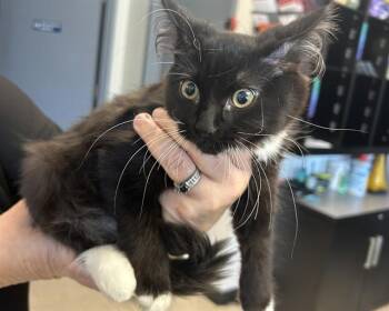 JULIET -  Domestic Short Hair Cat for Adoption in Olathe, Kansas - JULIET | PetCurious