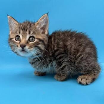 Manx and Domestic Short Hair Cats Available for Adoption - Piper  | PetCurious