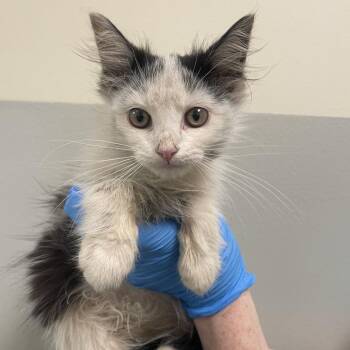 Cork -  Domestic Medium Hair Cat for Adoption - Cork | PetCurious