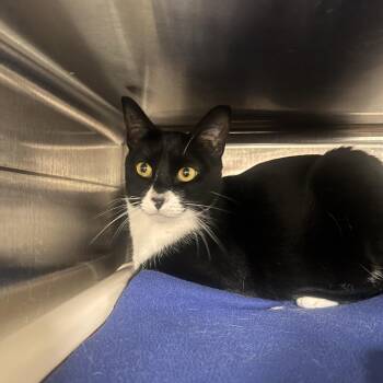 Dusty -  Domestic Short Hair Cat for Adoption in Salt Lake City, Utah - Dusty | PetCurious