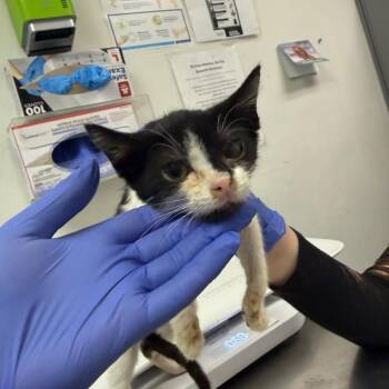 Folgers -  Domestic Medium Hair Cat for Adoption in Charleston, West Virginia - Folgers | PetCurious