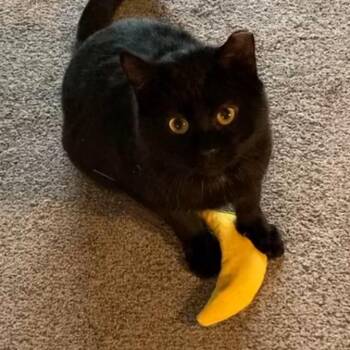 Smokey Joe -  Domestic Short Hair Cat for Adoption in St. Louis, Missouri - Smokey Joe | PetCurious
