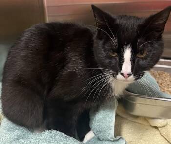 Domestic Short Hair Cats Available for Adoption - NEW YORK | PetCurious