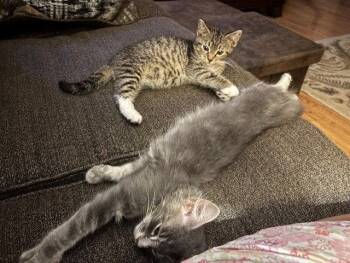 Stevie -  Domestic Medium Hair and Maine Coon Cat for Adoption in Fayetteville, Georgia - Stevie | PetCurious