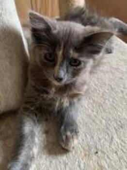 Irenee (bonded with Aida) -  Domestic Short Hair Cat for Adoption in Pickering, Ontario - Irenee (bonded With Aida) | PetCurious