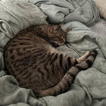 Moody -  Domestic Short Hair Cat for Adoption in Park Row, Texas - Moody | PetCurious
