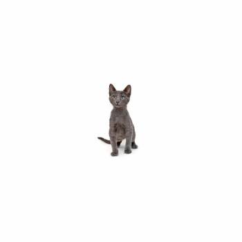 Dorian -  Domestic Short Hair Cat for Adoption in Los Angeles, California - Dorian | PetCurious