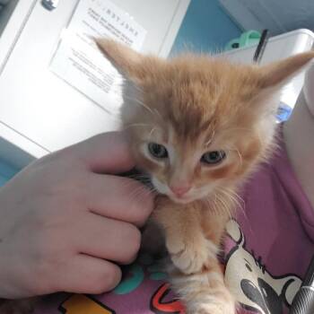Domestic Short Hair Cats Available for Adoption in Jefferson City, Tennessee - Reeceses | PetCurious