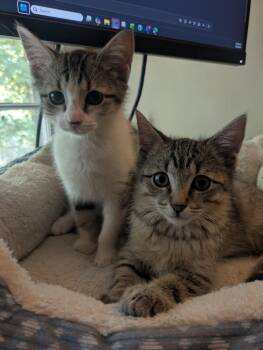 Pua -  Domestic Short Hair and Tabby Cat for Adoption in Milton, Georgia - Pua | PetCurious