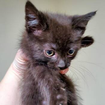 Domestic Short Hair Cats Available for Adoption in Pittsburgh, Pennsylvania - Hex | PetCurious