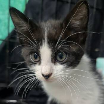 Emma -  Domestic Short Hair Cat for Adoption in San Diego, California - Emma | PetCurious