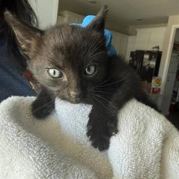 Draco -  Domestic Short Hair Cat for Adoption in Tempe, Arizona - Draco | PetCurious