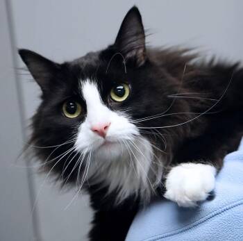 Domestic Long Hair Cats Available for Adoption in Kansas City, Kansas - Amelia (AO36388) | PetCurious