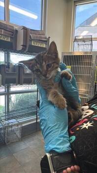 LEAH -  Domestic Short Hair Cat for Adoption in San Antonio, Texas - LEAH | PetCurious