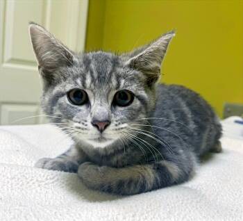 Rescue Domestic Short Hair Cats for Adoption in Columbia, Kentucky - Pimento | PetCurious