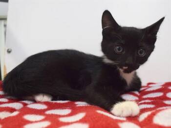 SHANTRICE -  Domestic Short Hair Cat for Adoption in Sacramento, California - SHANTRICE | PetCurious