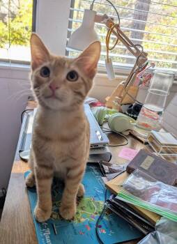 Domestic Short Hair Cats Available for Adoption - Shakespeare | PetCurious