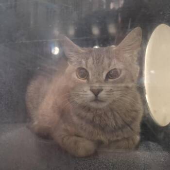 Rune -  Domestic Short Hair Cat for Adoption in Baltimore, Maryland - Rune | PetCurious