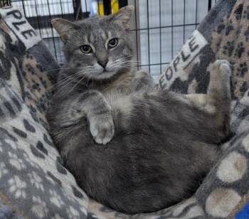 Simba -  Domestic Short Hair Cat for Adoption in St. Cloud, Minnesota - Simba | PetCurious