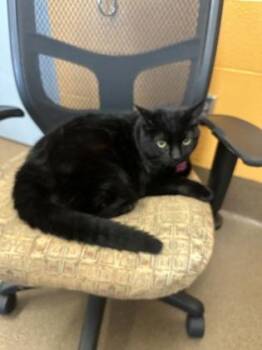 Sophie -  Domestic Short Hair Cat for Adoption in Wichita, Kansas - Sophie | PetCurious