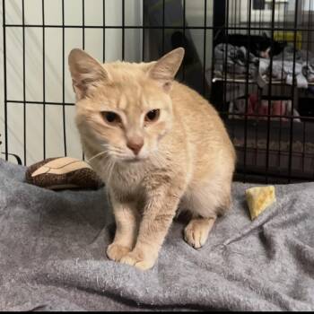 Clemy -  Domestic Short Hair Cat for Adoption in Brockport, New York - Clemy | PetCurious