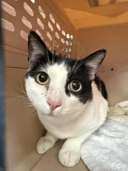 MISCHIEF -  Domestic Short Hair Cat for Adoption in Fort Walton Beach, Florida - MISCHIEF | PetCurious