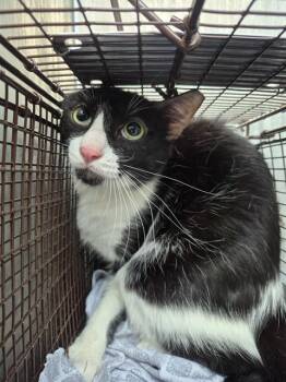 Domestic Medium Hair Cats Available for Adoption in San Antonio, Texas - JIMMY | PetCurious