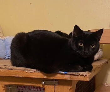 Rescue Domestic Short Hair Cats for Adoption in Escondido, California - Etzli | PetCurious