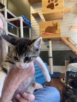 Pepper -  Domestic Short Hair Cat for Adoption in Salinas, California - Pepper | PetCurious