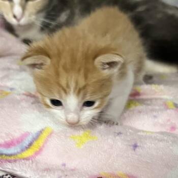 Domestic Short Hair Cats Available for Adoption in St. Louis, Missouri - Commander Whiskers | PetCurious