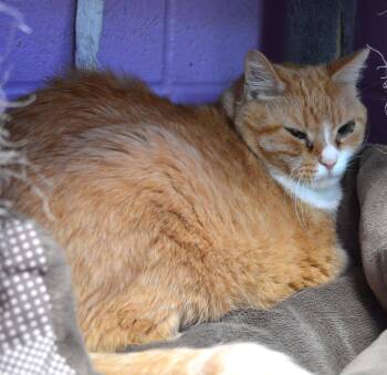 Sammy -  Domestic Short Hair Cat for Adoption - Sammy | PetCurious