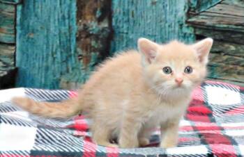 Sunflower -  Domestic Short Hair Cat for Adoption in Lexington, Virginia - Sunflower | PetCurious