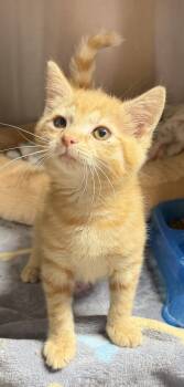 Kat -  Domestic Short Hair Cat for Adoption in Elkins, West Virginia - Kat | PetCurious