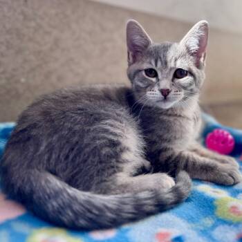 Domestic Short Hair Cats Available for Adoption - Fluff | PetCurious