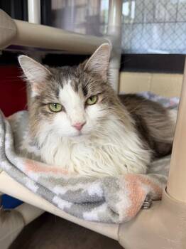 Domestic Long Hair Cats Available for Adoption in Cincinnati, Ohio - Telephone | PetCurious