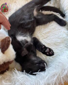 Domestic Short Hair Cats Available for Adoption in San Francisco, California - Spencer (bonded With Jimmy) | PetCurious
