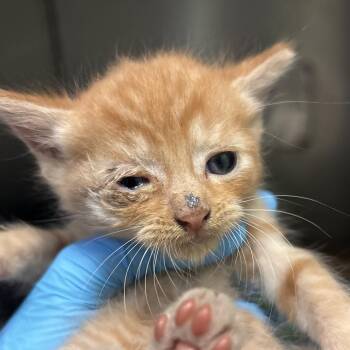 Snowball -  Domestic Short Hair Cat for Adoption in Providence, Rhode Island - Snowball | PetCurious