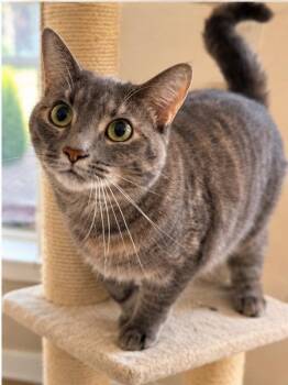 Fraya -  Dilute Calico Cat for Adoption in Knoxville, Tennessee - Fraya | PetCurious
