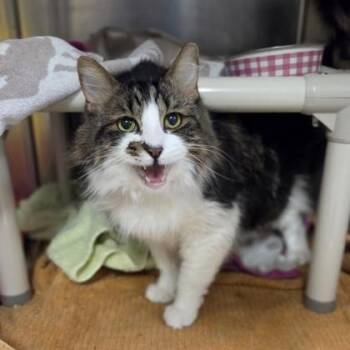 Domestic Long Hair and Domestic Short Hair Cats Available for Adoption in Westland, Michigan - Higgins | PetCurious