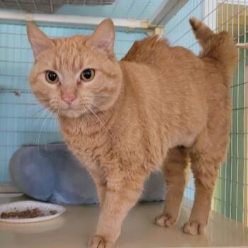 Hopscotch -  Domestic Medium Hair Cat for Adoption in Memphis, Tennessee - Hopscotch | PetCurious